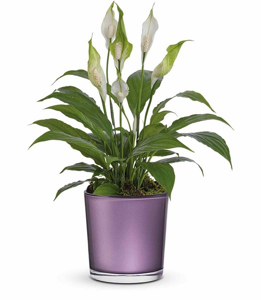 Chic Blossom Peace Lily